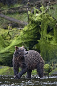 USA, North America, Alaska