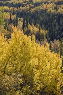 Images Dated 10th September 2007: USA, North America, Alaska