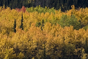 Images Dated 10th September 2007: USA, North America, Alaska