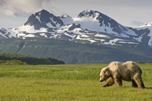 Images Dated 7th July 2008: USA, North America, Alaska