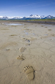 Images Dated 1st July 2008: USA, North America, Alaska