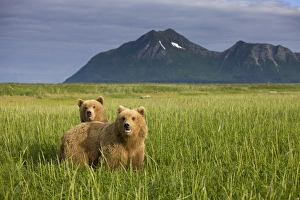 Images Dated 11th July 2008: USA, North America, Alaska