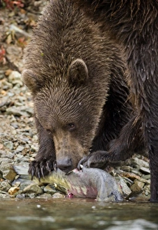USA, North America, Alaska