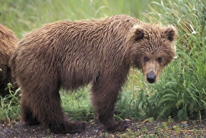 USA, North America, Alaska