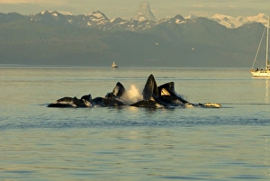 Images Dated 30th July 2006: USA, North America, Alaska