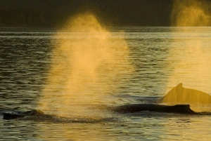 Images Dated 30th July 2006: USA, North America, Alaska