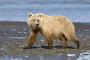 Images Dated 9th August 2007: USA, North America, Alaska