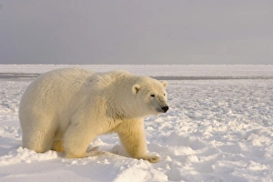 Images Dated 27th October 2006: USA, North America, Alaska