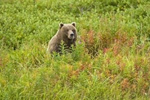 USA, North America, Alaska