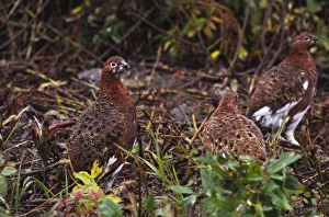 USA, North America, Alaska