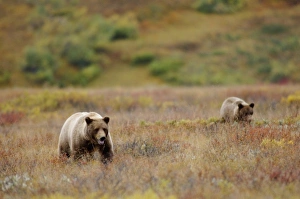Images Dated 31st August 2005: USA, North America, Alaska
