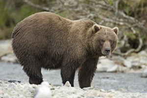 Images Dated 4th September 2008: USA, North America, Alaska