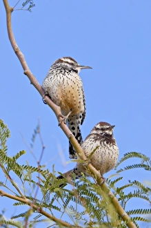 USA, North America, Alaska