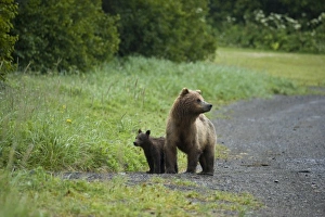 Images Dated 21st July 2007: USA, North America, Alaska
