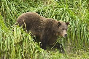 Images Dated 4th September 2008: USA, North America, Alaska