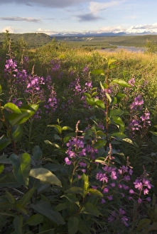 USA, North America, Alaska