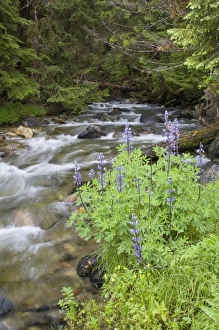 USA, North America, Alaska