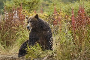 USA, North America, Alaska
