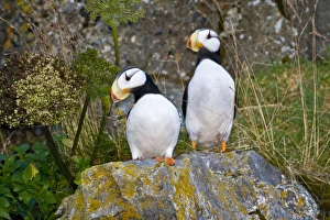 USA, North America, Alaska