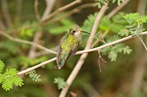 USA, North America, Arizona