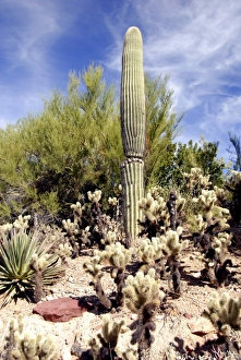 USA, North America, Arizona
