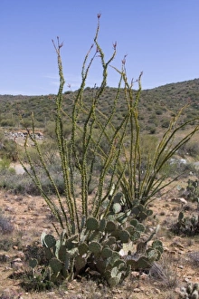 Images Dated 1st April 2009: USA, North America, Arizona