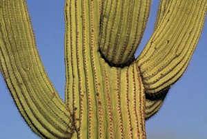 USA, North America, Arizona