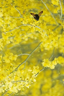 USA, North America, Arizona