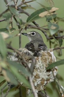 USA, North America, Arizona