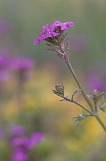 USA, North America, Arizona