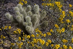 Images Dated 2nd April 2009: USA, North America, Arizona
