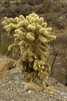 Images Dated 6th March 2009: USA, North America, Arizona