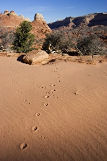 Images Dated 15th November 2006: USA, North America, Arizona