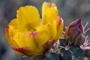 USA, North America, Arizona