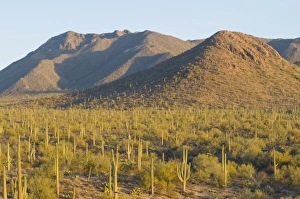 Images Dated 6th January 2009: USA, North America, Arizona