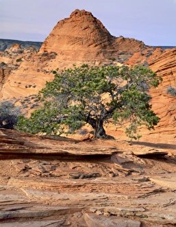 Images Dated 4th August 2010: USA, North America, Arizona