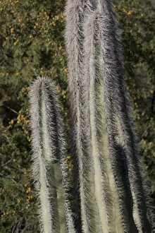 Images Dated 2nd April 2009: USA, North America, Arizona