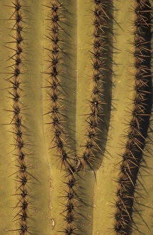 USA, North America, Arizona