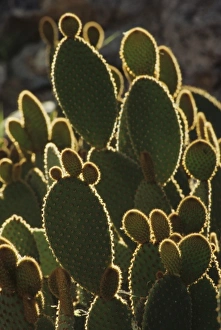 USA, North America, Arizona