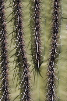 USA, North America, Arizona