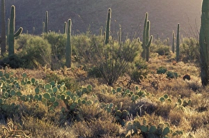 USA, North America, Arizona