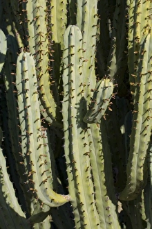 Images Dated 2nd April 2009: USA, North America, Arizona
