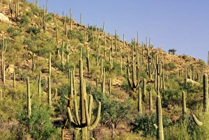 USA, North America, Arizona