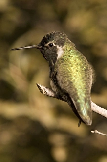 USA, North America, Arizona