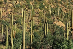 Images Dated 30th August 2007: USA, North America, Arizona