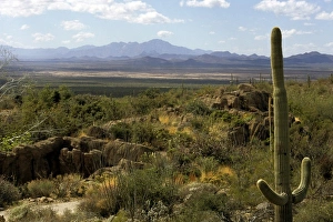 Images Dated 6th March 2009: USA, North America, Arizona