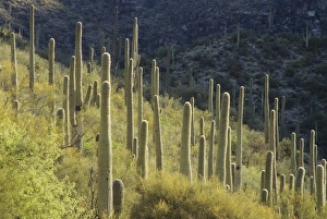 USA, North America, Arizona
