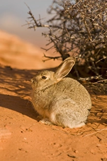 USA, North America, Arizona