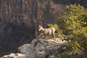 Images Dated 6th February 2009: USA, North America, Arizona