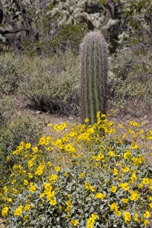 USA, North America, Arizona
